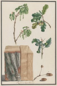 Studies of the Blossoms, Fruits and Trunk of an English Oak, 1788