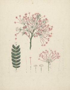 Gummy Albizia Tree: finished drawing of flowering head of shoot, with details of inflorescence, florets, and leaf by Luigi Balugani