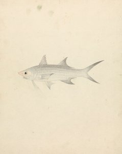 Binney: Number One (a Fish) by Luigi Balugani