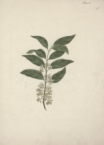 Catha Edulis Forssk. (Khath): Finished Drawing by Luigi Balugani