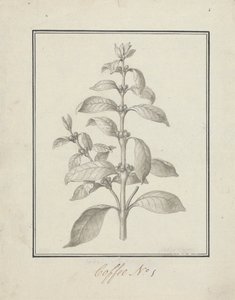 Coffea arabica L. (Arabica Coffee): Finished Drawing of Leafy Shoot and Berries
