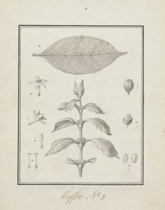 Coffea arabica L. (Arabica Coffee): finished drawing of leafy shoot, with details of flowers, leaf, and fruits by Luigi Balugani