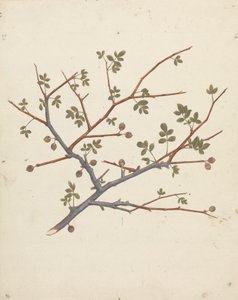 Commiphora gileadensis (Balm of Gilead, Opobalsam): Finished Drawing of Fruiting Branch by Luigi Balugani