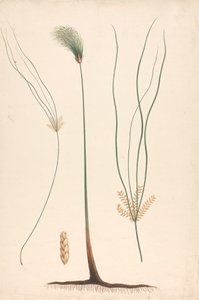 Cyperus papyrus L. (Papyrus Sedge): finished drawing of steam and flowering head, with details of inflorescence left and right by Luigi Balugani