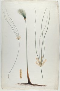Papyrus (Plant and Root Detail), after James Abyssinian Bruce (1730-94) by Luigi Balugani