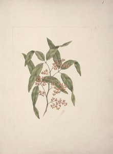Rhus ? retinorrhoea Oliver: finished drawing by Luigi Balugani