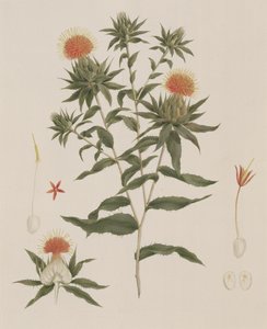 Sussa (Leaves, Flowers and Details)
