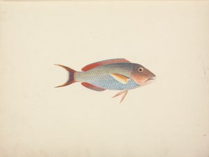 Unidentified Fish