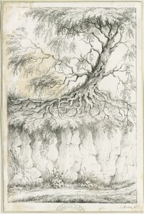 Dudley - Tree by Luke Booker