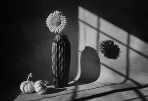 Autumn Sunflower Still Life