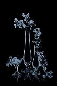 Blue Flowers in Glass Vases