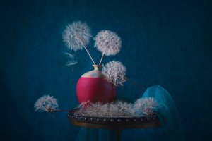 Dreamy Dandelion Still Life