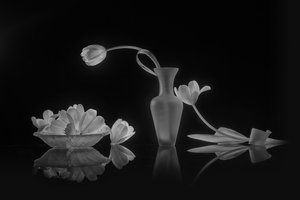 Elegant Black and White Tulips