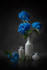 Elegant Blue Hydrangeas