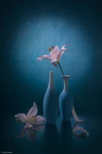 Elegant Blue Lilies