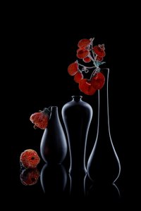 Elegant Dark Flora by Lydia Jacobs