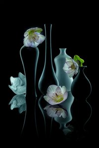 Elegant Floral Glow