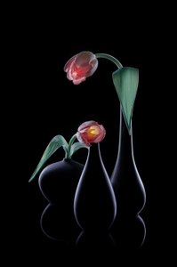 Elegant Glowing Tulips by Lydia Jacobs