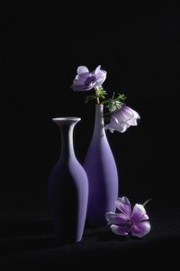 Elegant Purple Anemones