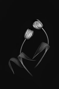 Elegant Tulip Duo