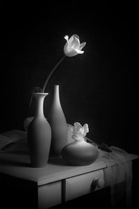 Elegant Tulip Still Life