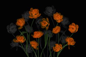 Glowing Orange Tulips by Lydia Jacobs