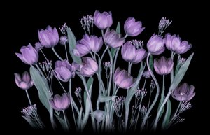 Glowing Purple Tulips by Lydia Jacobs