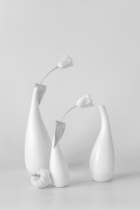 Minimalist White Tulips