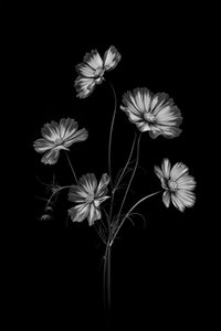 Monochrome Cosmos Flowers by Lydia Jacobs
