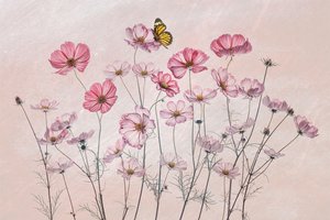 Pink Cosmos Butterfly by Lydia Jacobs