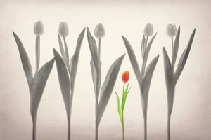 Red Tulip Stands Out