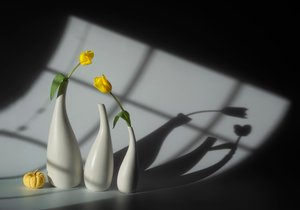 Sunlit Tulips and Shadows