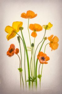 Vibrant Poppies Bouquet