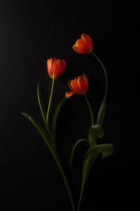 Vibrant Tulips Dark Background by Lydia Jacobs
