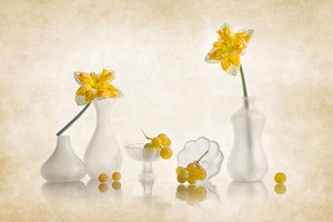Yellow Daffodils and Grapes