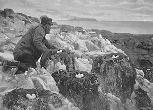 Cormorants Nests, Farne Islands, c1896