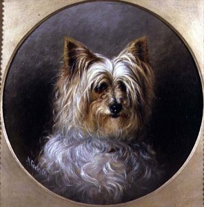 Head Study of a Yorkshire Terrier