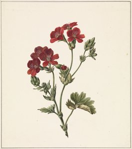Red Flower by M. de Gijselaar