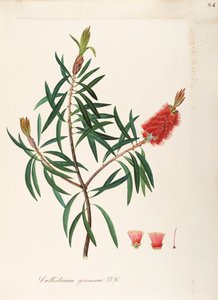 Albany Bottlebrush (Callistemon speciosum DC), Myrtaceae, Shrub with persistent leaves, native to Australia by Maddalena Lisa Mussino