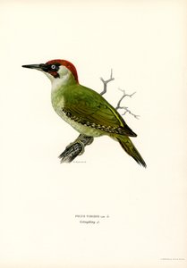 Green Woodpecker by Magnus Ferdinand and Wilhelm von Wright