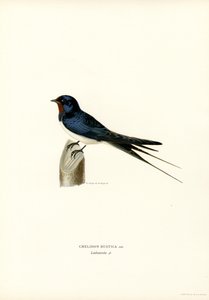 House Swallow by Magnus Ferdinand and Wilhelm von Wright