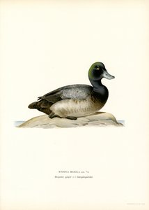 American Scaup Duck by Magnus Ferdinand and Wilhelm von Wright