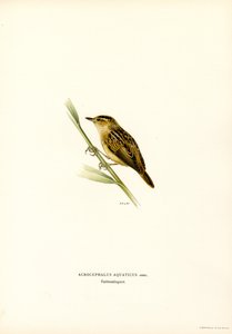 Aquatic Warbler by Magnus Ferdinand and Wilhelm von Wright
