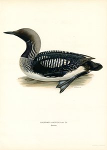 Arctic Loon by Magnus Ferdinand and Wilhelm von Wright