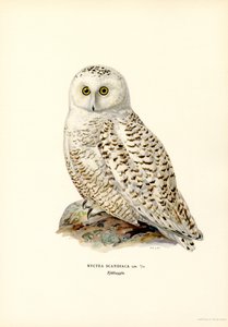 Arctic Owl by Magnus Ferdinand and Wilhelm von Wright
