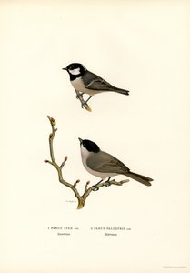 Black-crested Tit
