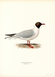 Black-headed Gull by Magnus Ferdinand and Wilhelm von Wright