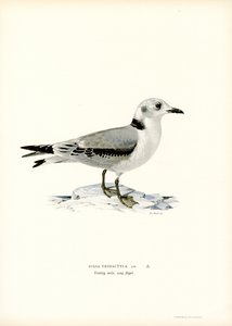 Black-legged Kittiwake by Magnus Ferdinand and Wilhelm von Wright