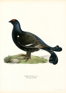 Black Grouse by Magnus Ferdinand and Wilhelm von Wright