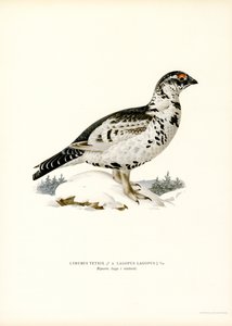 Black Grouse x Willow Ptarmigan by Magnus Ferdinand and Wilhelm von Wright